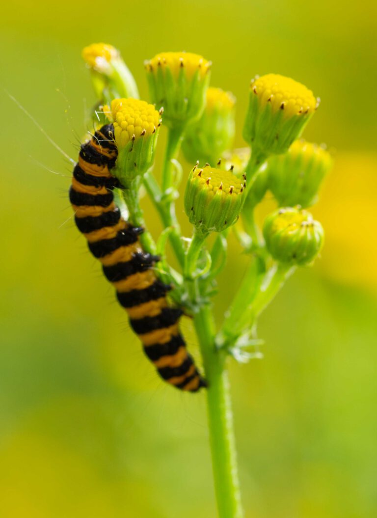 dieren amsterdamse waterleidingduinen