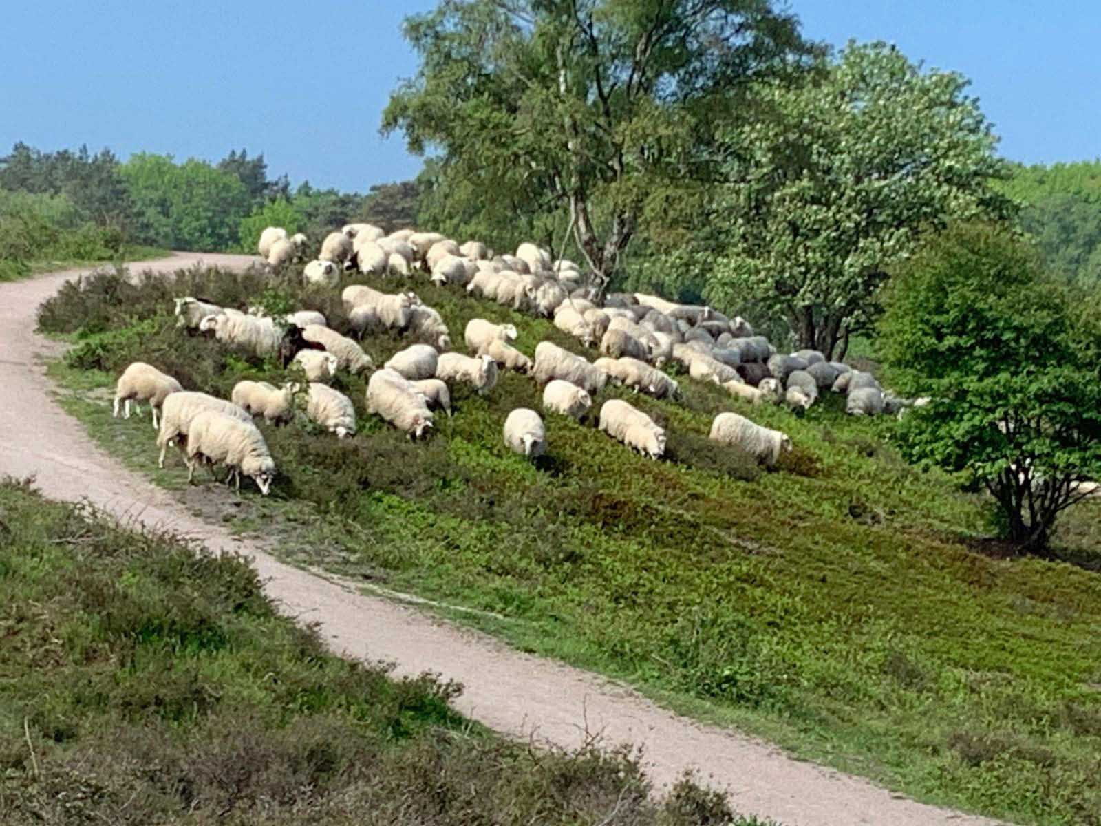 Het Pieterpad Lopen Een Uitdaging Voor Wandelaars Discover Dutch Nature