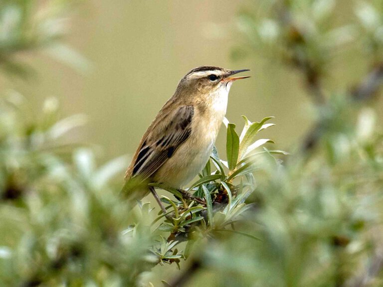 vogel spotten