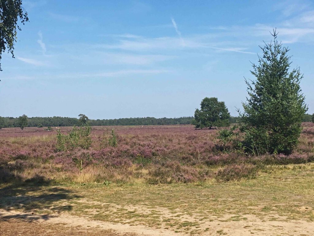 Heidewandelingen in Nederland: 5 mooie routes