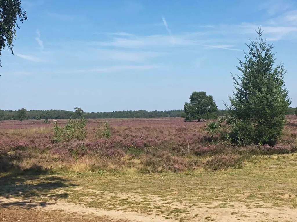 heidewandeling nederland