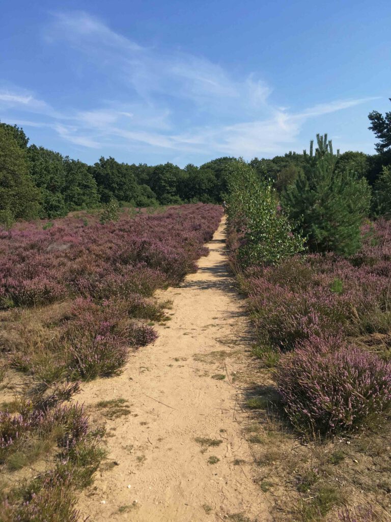 heidewandeling nederland