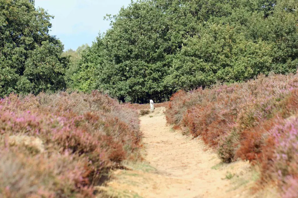 heidewandeling