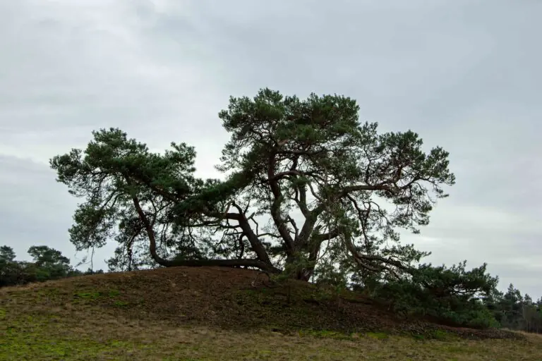 wandelen zuid limburg
