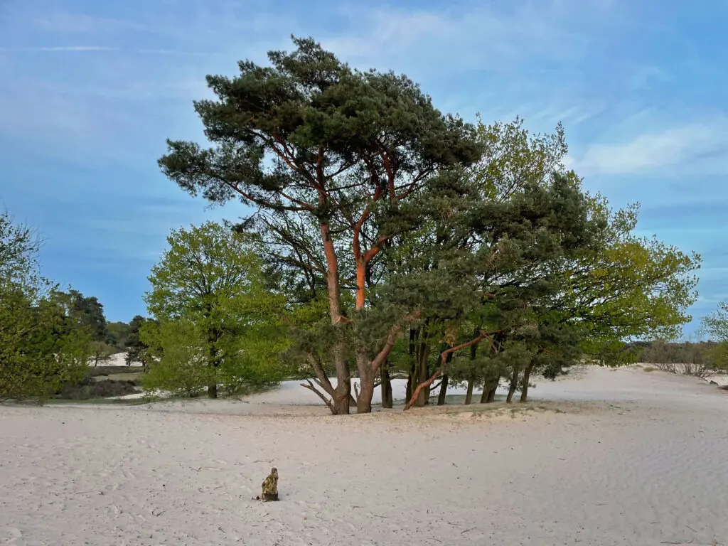 Soesterduinen 1