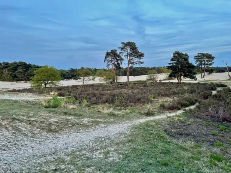 soesterduinen heide