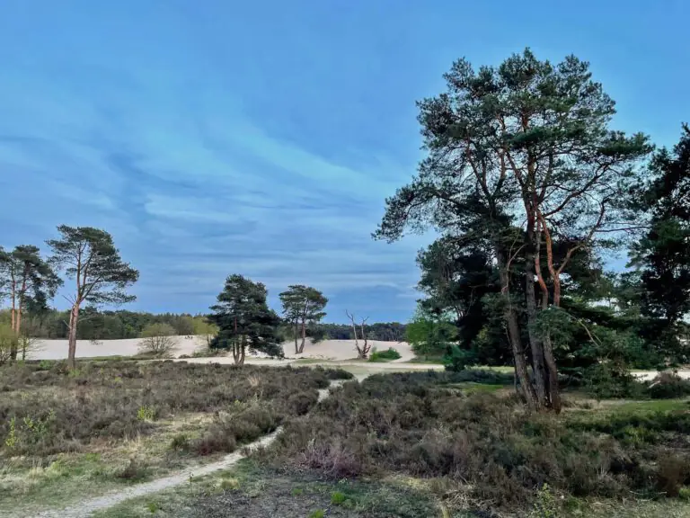 soesterduinen heide 2