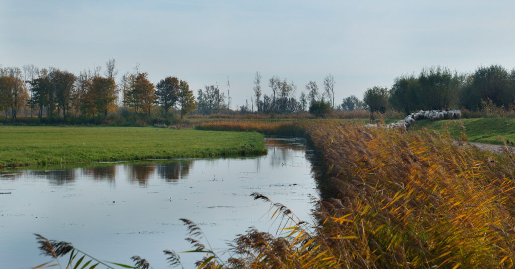 Biesbosch met schapen