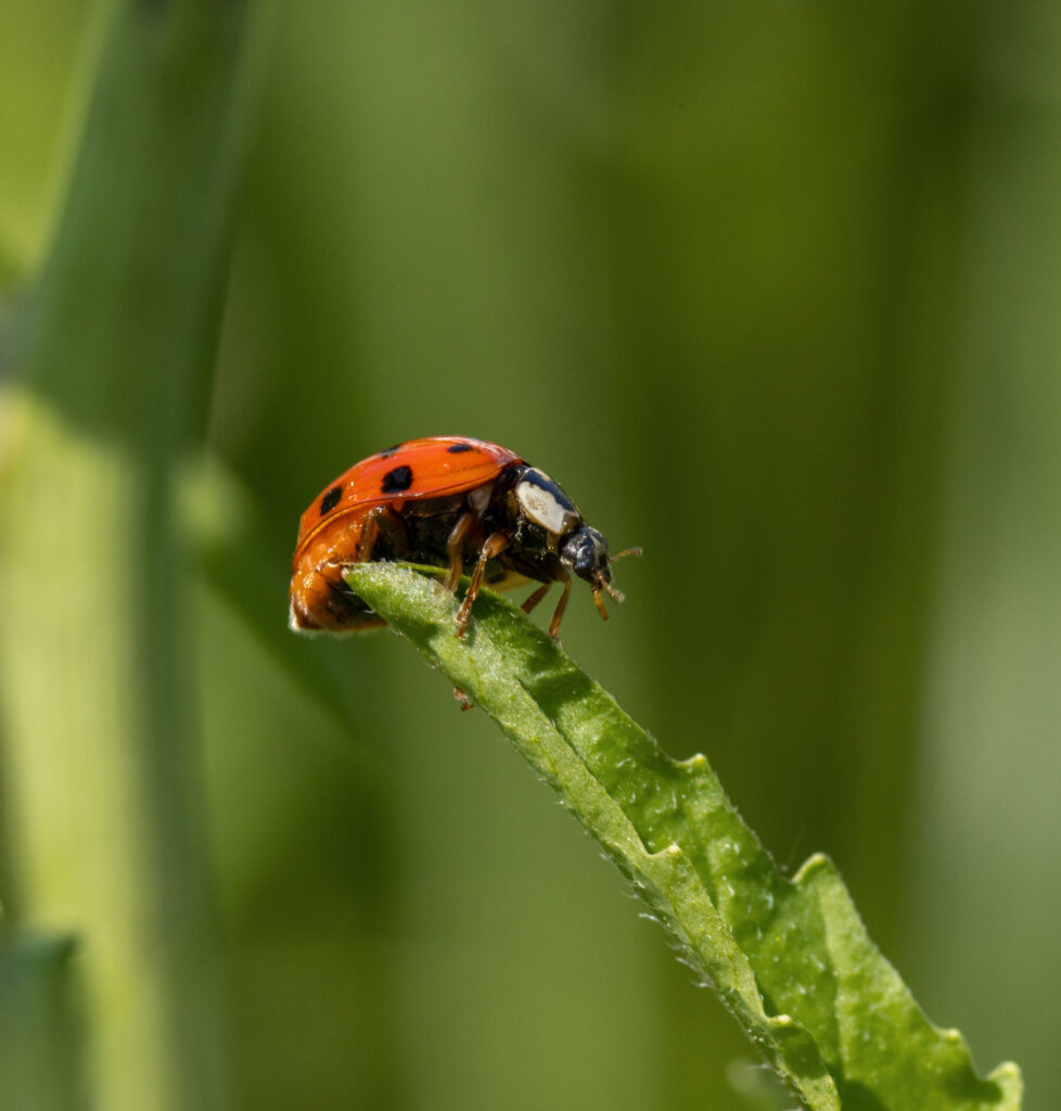 lieveheersbeesje in tuin