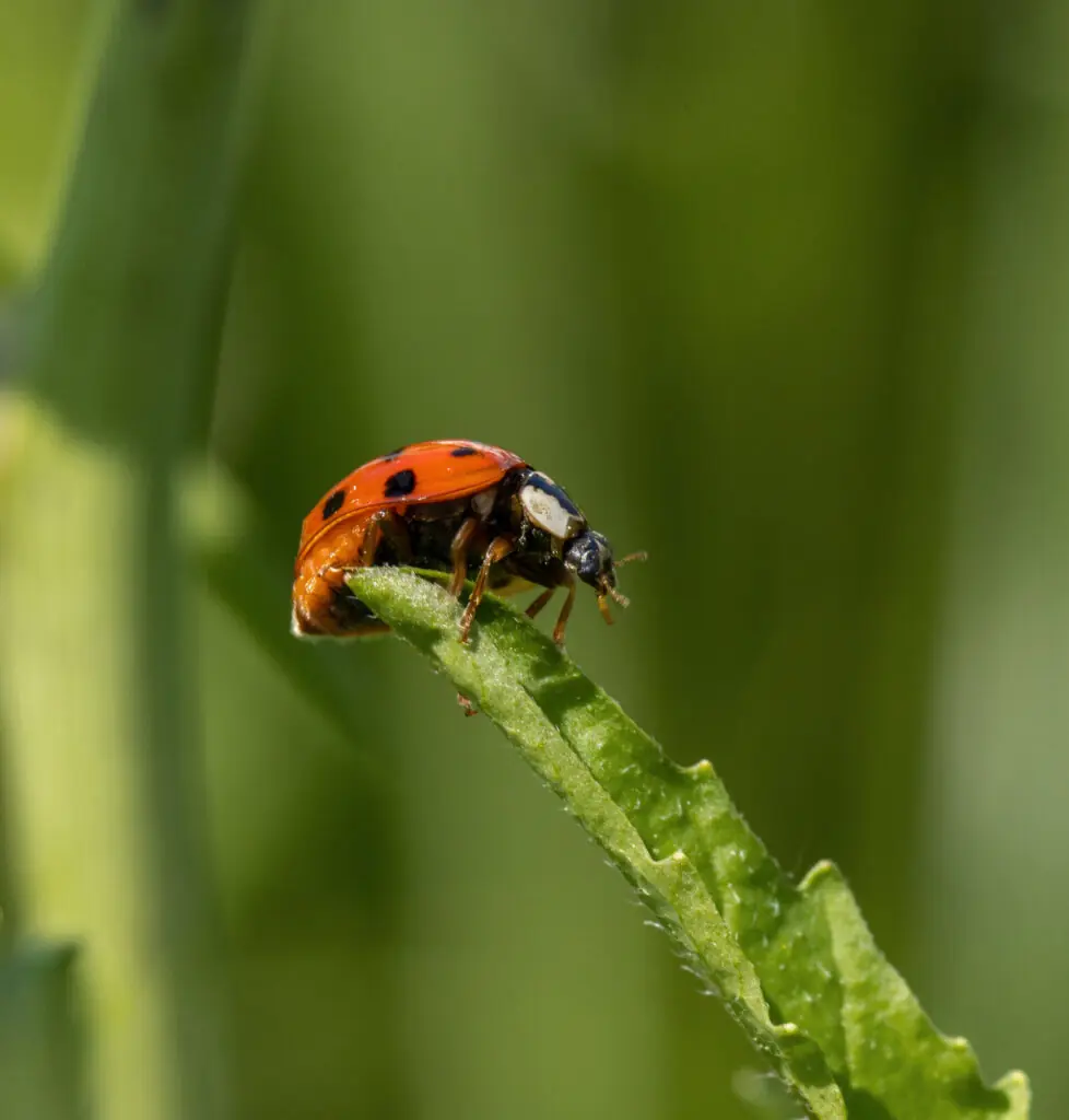 lieveheersbeesje in tuin