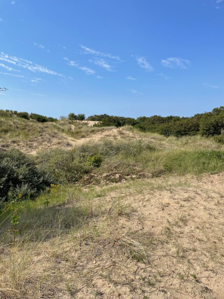 landschap kennemerduinen