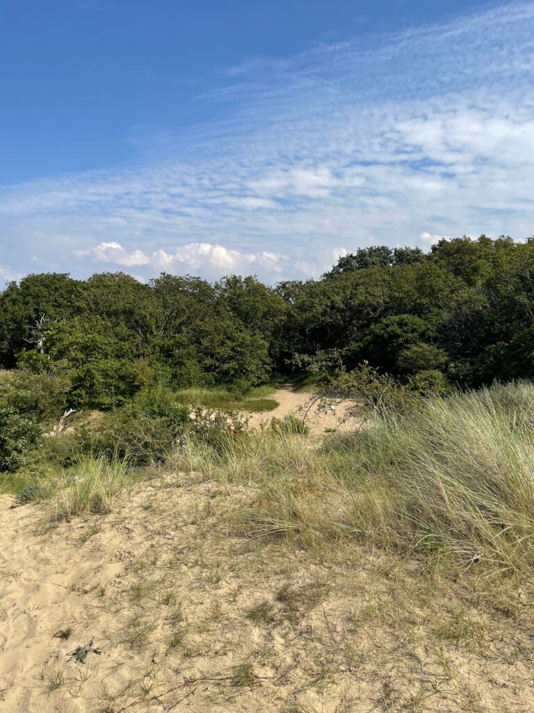 kennemerduinen