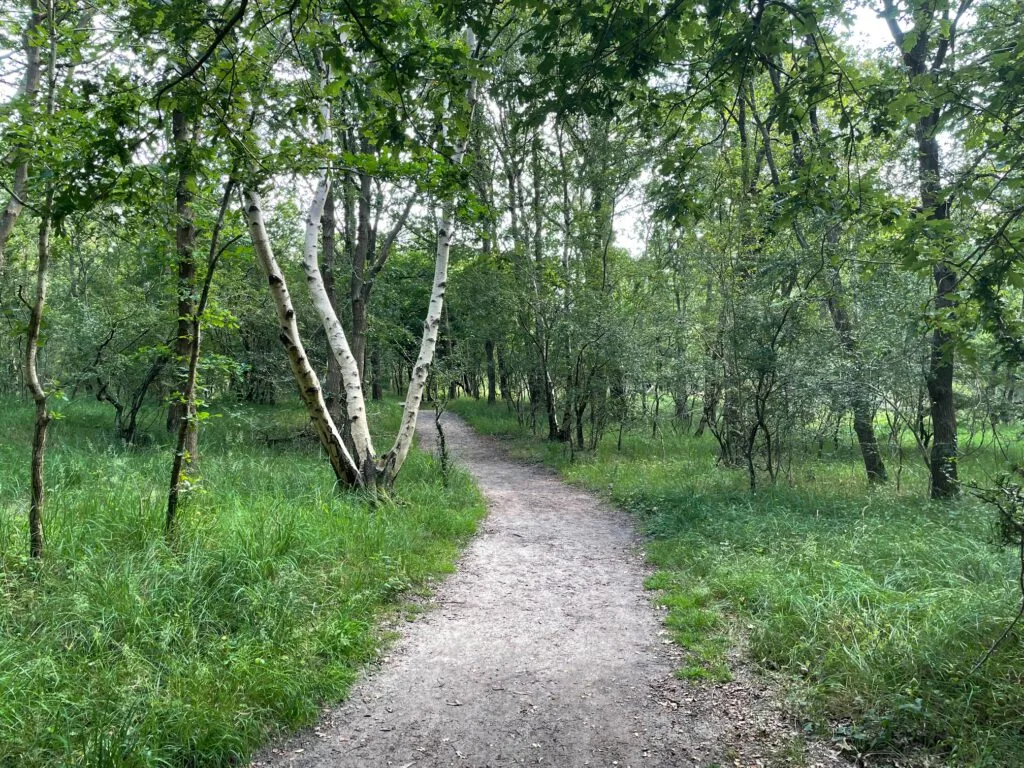 wandelroute in de kennemerduinen