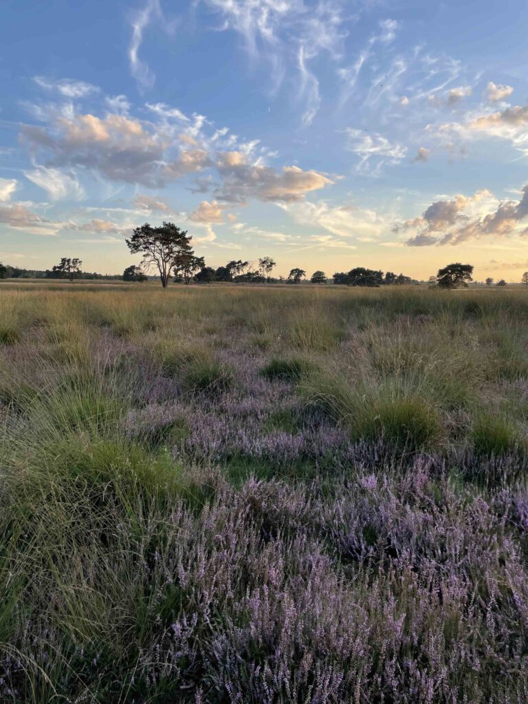 strabrechtse heide uitzicht