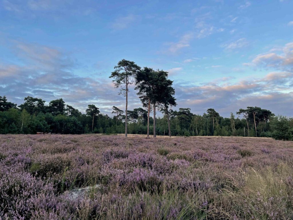 wandelen op de strabrechtse heide