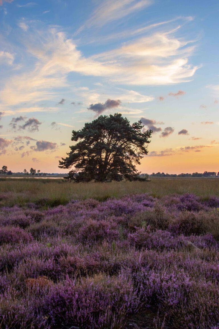 heidebloei stabrechtse heide